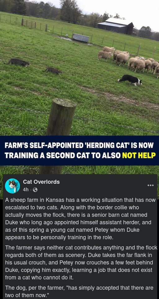 hearding cats.jpg
